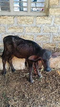 પાડો વેચવાનો છે