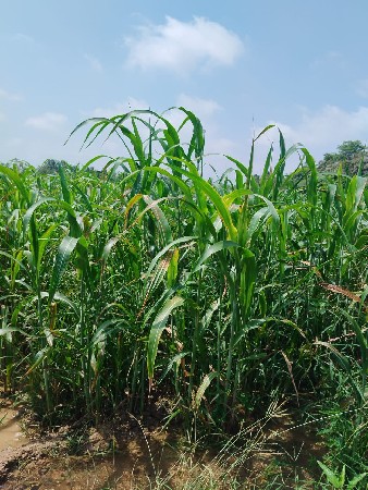 જુવાર નો લીલો ચારો વેચવાનો છે