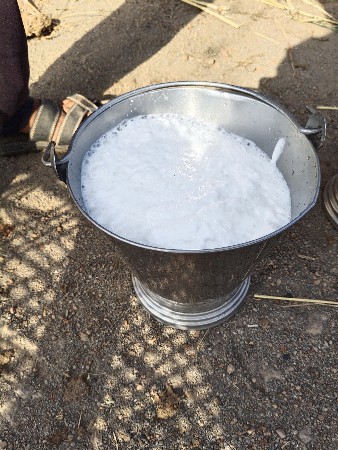 ભેંસ