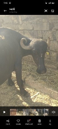 ભેંસવેચવાનુંછે20.25દીવસનીકાસી