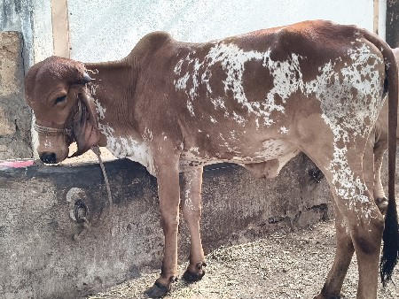 gir hodaki veshva ni se