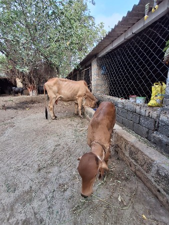ગાય વેચવા ની છે.