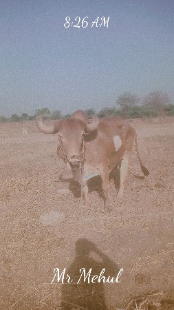₹22,000 કિંમત રાખેલ છે ભાઈ