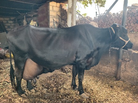 ગાય વેચવાની છે