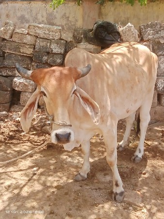 ગાય વેચવાની છે