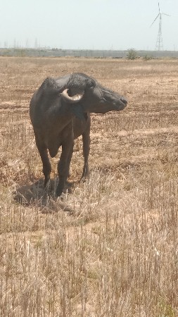 બે ખડેલી વેચવાની છે