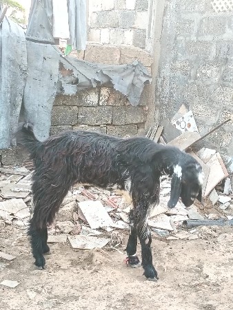 બકરાં વેચવાના છે