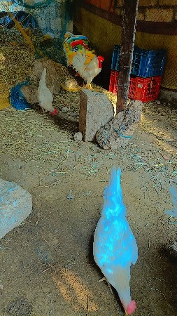 દેસી મુરઘા