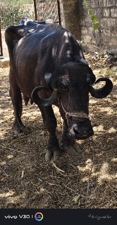 ખળેલિ વેચવાની છે