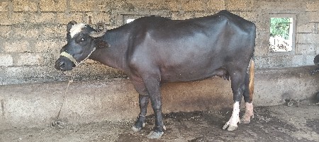 ભેંશ વેચવા ની છે