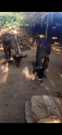 ઘોધલા વેચવાનાછે