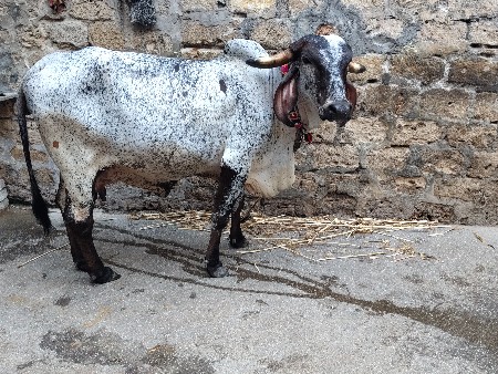 ગીર ગાય વેચવાની છે.