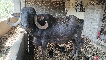 venchvani6
