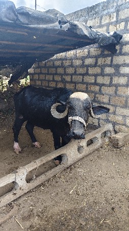 ભેંસ વેચવાની છે