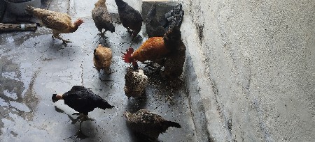 સોનાલી મુર્ગી