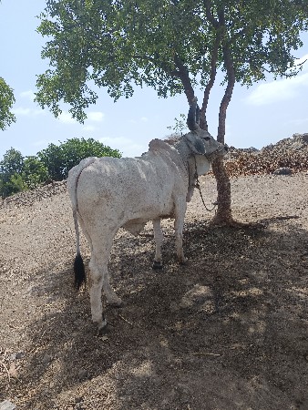 બળદ વેચવા નો છે
