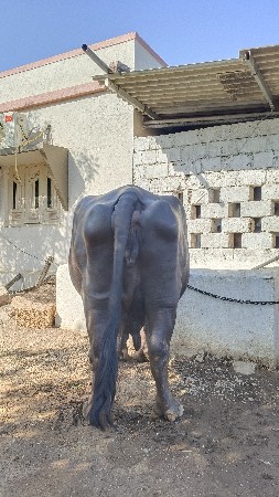 ભેંસ વેશવાની છે