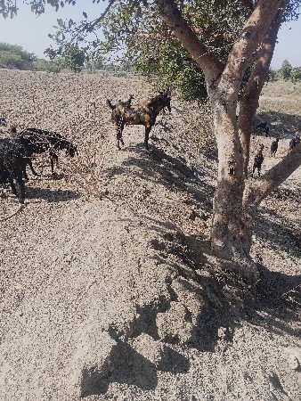 વેચવાનો સે