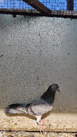 જુની નસલ Chataidaar Female
