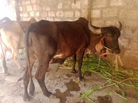 કારી  ગીર ઓડકી વેચવાની છે