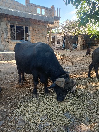 ભેંશ વેચવાની સે