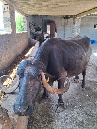 ભેંસ વેચવાની.  સાવ. સોજી. છે