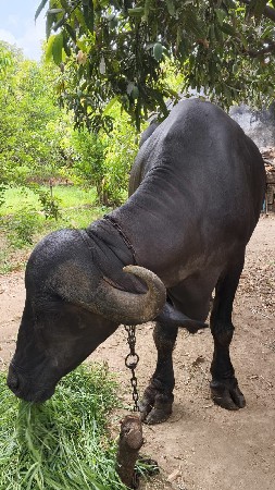 આ પેલવતરી ખડેલી વેચવાની છે.