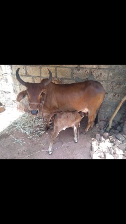 ઞાય