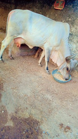 ગાયવીયાણેલસેકાકરેજબેઆસરી