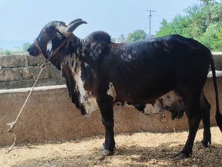 કવલી