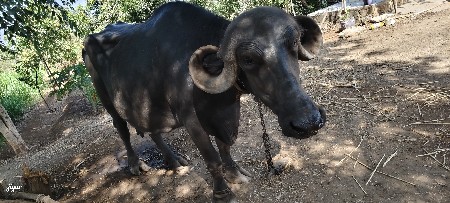 ભેંશ વેચવાની છે