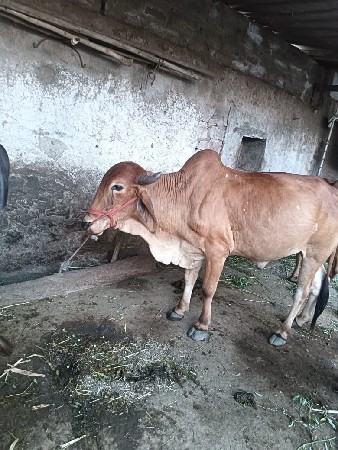 ચાવ સોજા 2 ધરના ગોઢલા છે