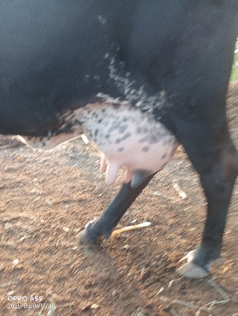 જસી ગાય