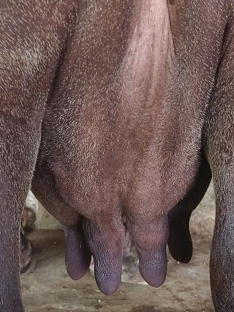 વેચવાની