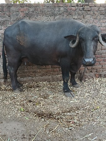 2 વેતરી ખડેલી દેવની છે