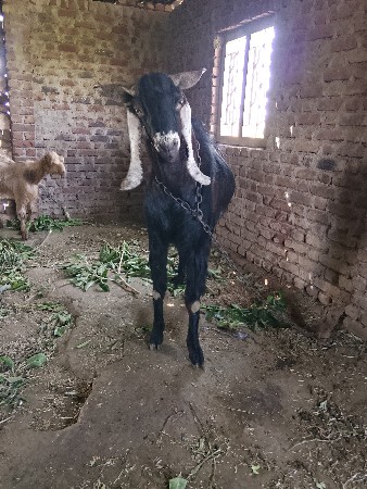 આ.2.બકરા.વેસવાના.છે
