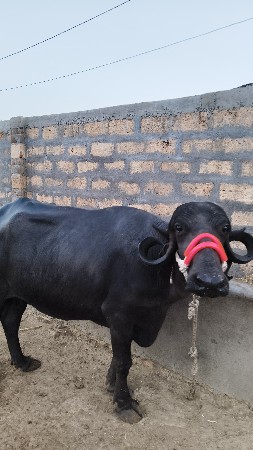 ભેંસ વેચવાની છે