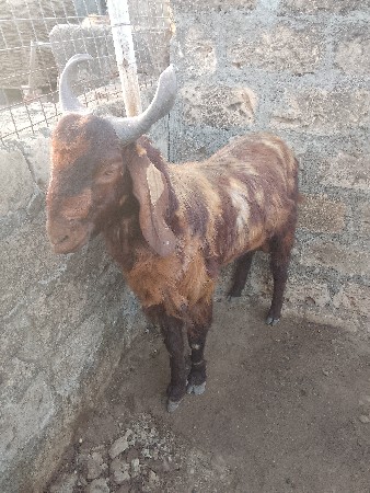 બે બોકડા દેવાના છે
