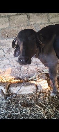 ભેંસ વેચવાની છે