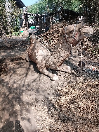 બળદ વેચવાના છે