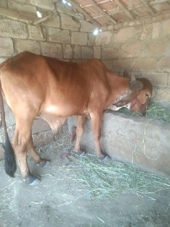 આ વાસડો વેચવાનો છે