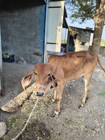 વેચવાની છે