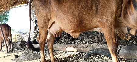 ગાય વેસવાની દેસી ૨૦ દીવસ ની વારસે