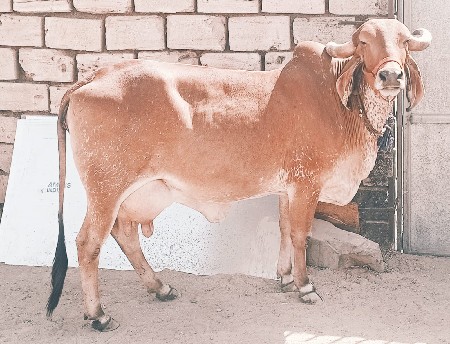 વેચવાની