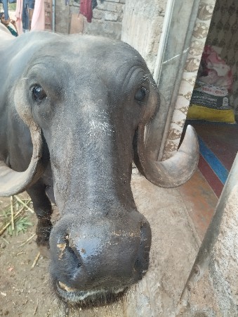 વેચવાનુ છે
