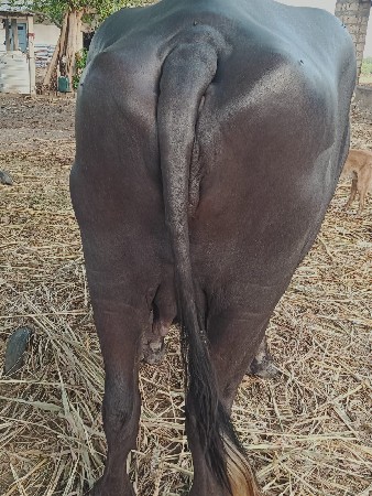 ખડેલી