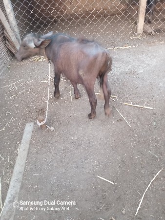 પાડો વેચવાનો છે