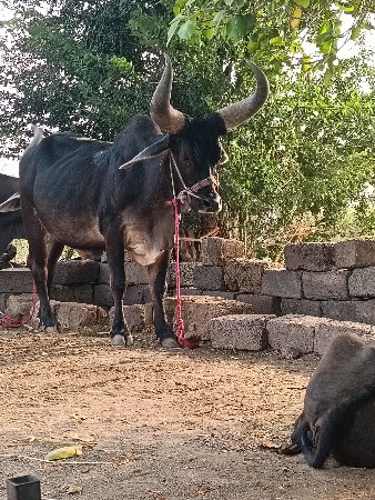 બડદવેચવાનોછે
