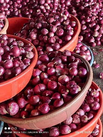 onion seeds🌰