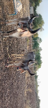 ભરત વેચવાના ત્રણ વાવણી કાઢેલ